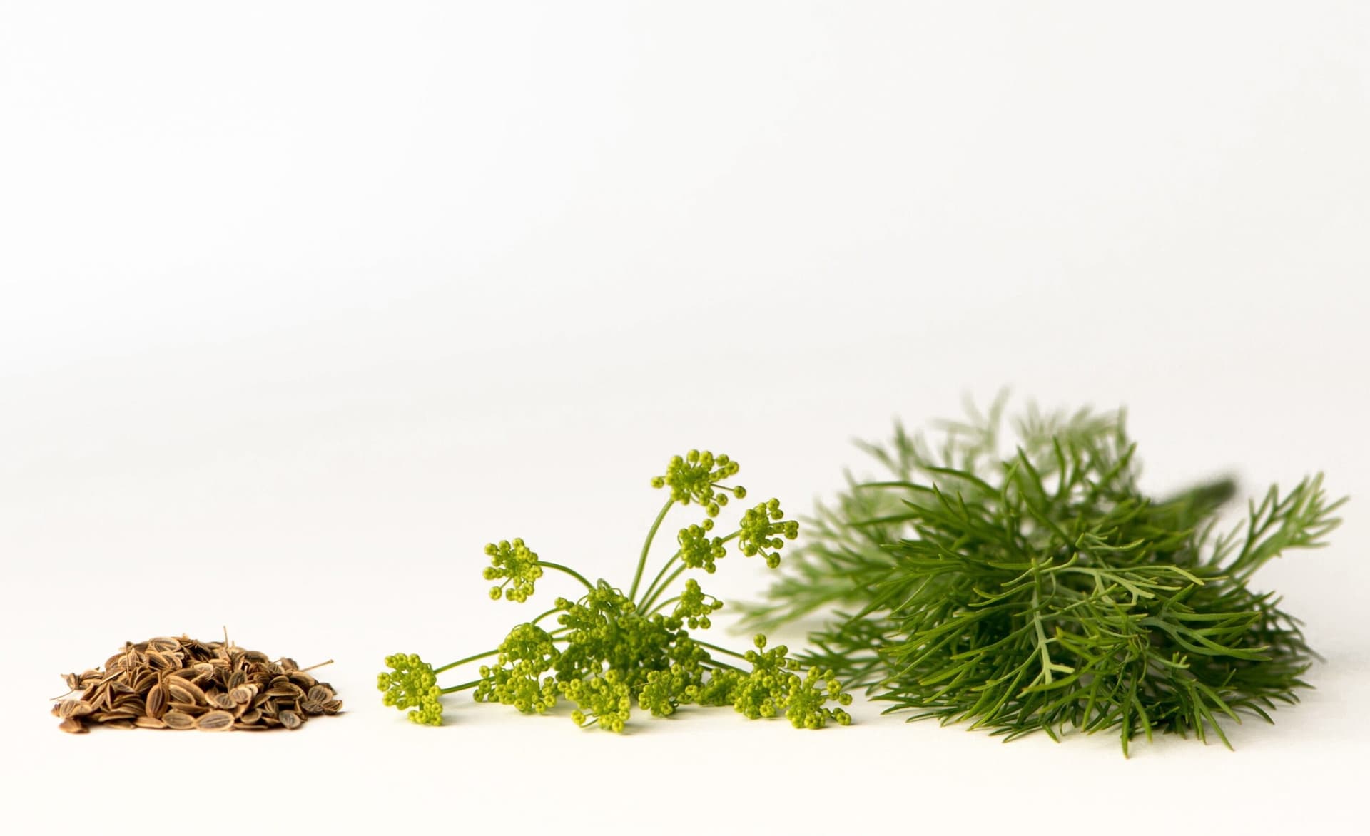 Dill Seeds, Whole - Country Life Natural Foods