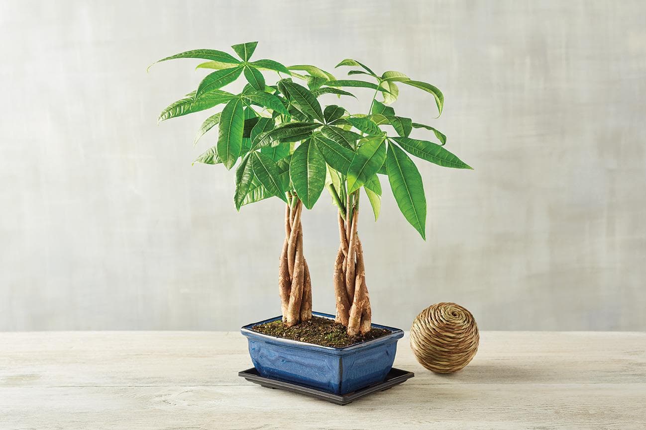 Double Money Tree