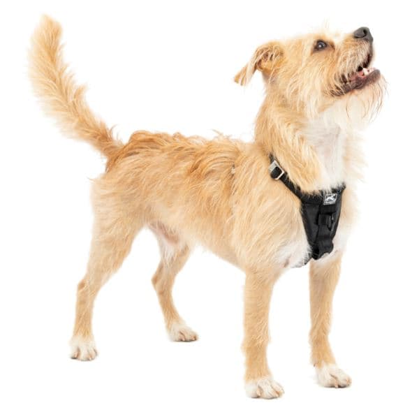 Tru-Fit Enhanced Strength Smart Harness - Small Black