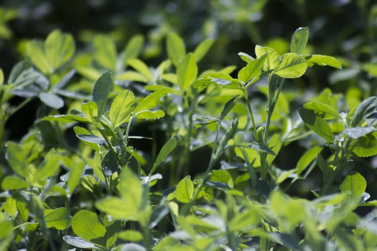 Alfalfa Leaf Powder - Country Life Natural Foods
