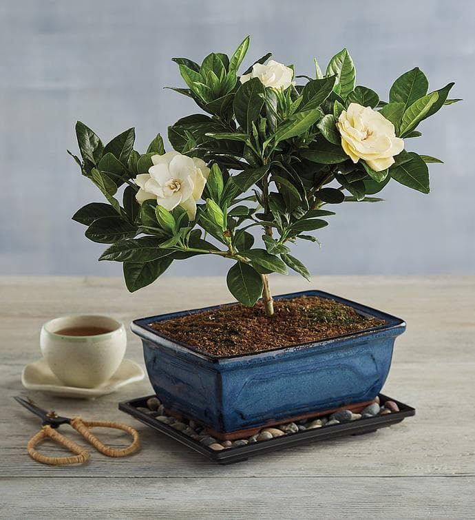 Gardenia Bonsai