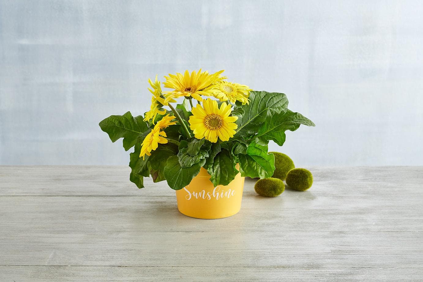 Gerbera Daisy Plant Gift