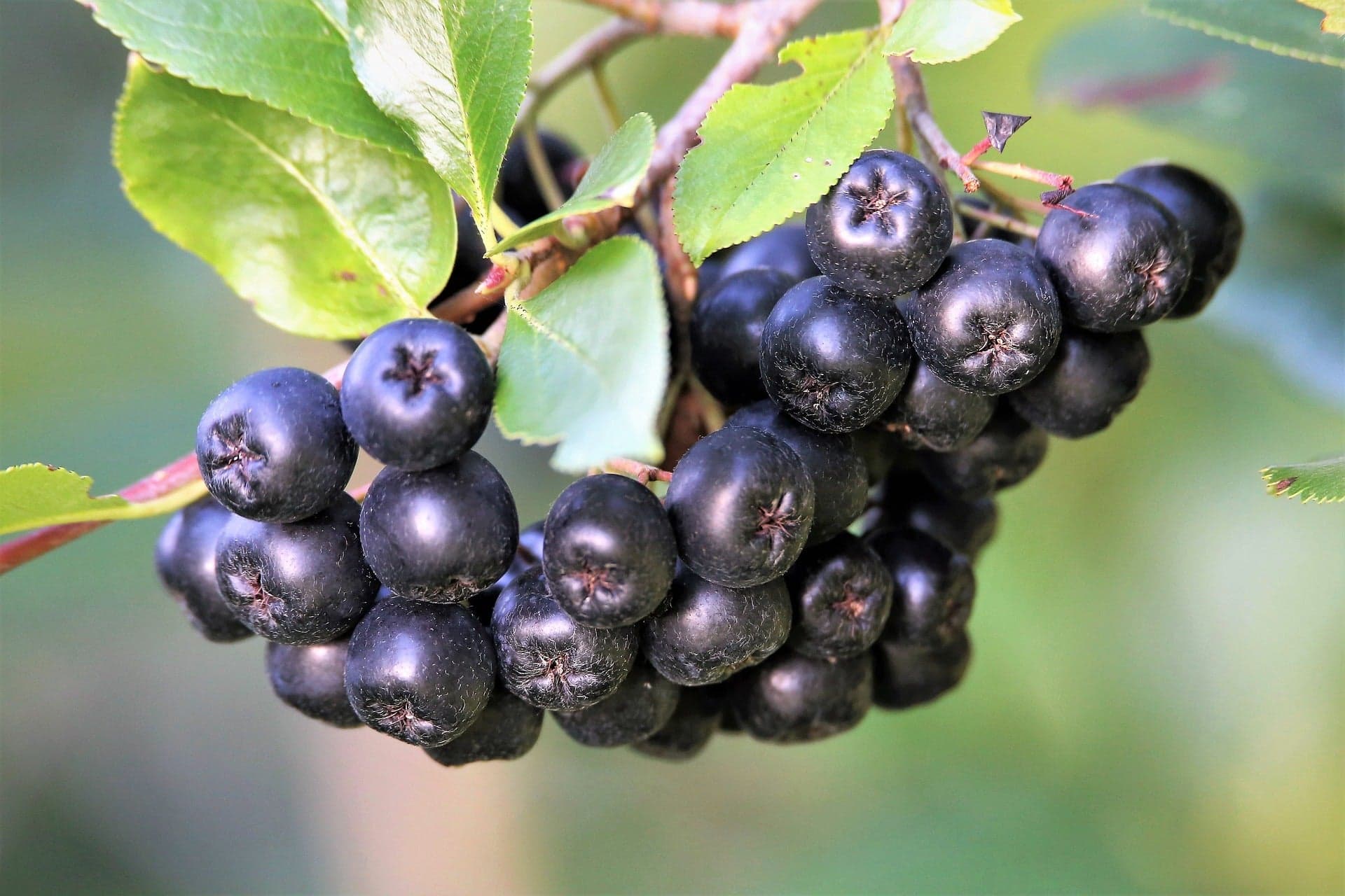 Aronia Berries, Organic - Country Life Natural Foods
